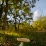 Amanita pantherina