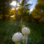 Saproamanita vittadinii