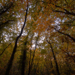 Il bosco di Santa Giulia