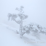 Loricato nella nebbia