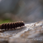 Larva di Amata sp.