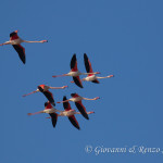 Fenicotteri (Phoenicopterus roseus)