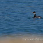 Svasso piccolo (Podiceps nigricollis)