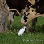 Airone guardabuoi (Bubulcus ibis)