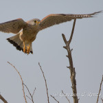 Gheppio comune (Falco tinnunculus)