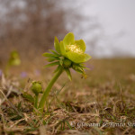 Elleboro verde (Helleborus viridis)