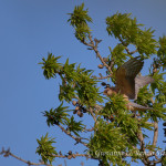 Falco cuculo (Falco vespertinus)