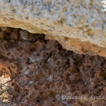 Civetta (Athene noctua)