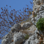 Falco pellegrino (Falco peregrinus)