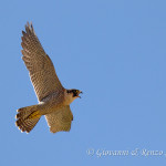 Falco pellegrino (Falco peregrinus)