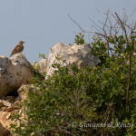 Tottavilla (Lullula arborea)