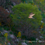 Falco pellegrino (Falco peregrinus)