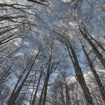 Il bosco d'inverno