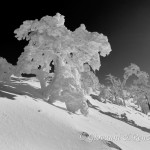 Alberi di ghiaccio