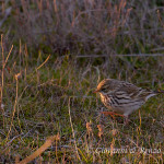 Pispola (Anthus pratensis)