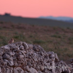 Una civetta al tramonto