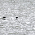 Cormorani (Phalacrocorax carbo)