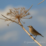 Stiaccino (Saxicola rubetra)