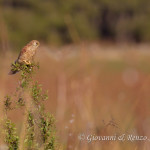 Grillaio (Falco naumanni)