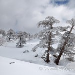 I pini della balconata sul Pollino