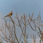 Smeriglio (Falco columbarius)