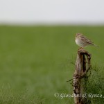 Strillozzo (Emberiza calandra)