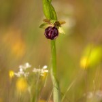 Ofride garganica (Ophrys passionis subsp. garganica)