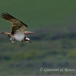 Falco pescatore (Pandion haliaetus)