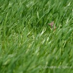 Nascosto nell'erba