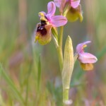 Ofride negletta (Ophrys tenthredinifera subsp. neglecta)