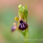 Ofride garganica (Ophrys passionis subsp. garganica)