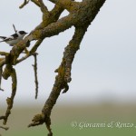 Balia dal collare (Ficedula albicollis)