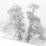 Danzano nella nebbia