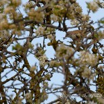 Sterpazzola (Sylvia communis)