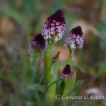 Orchide bruciacchiata (Neotinea ustulata)