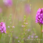 Orchidea piramidale (Anacamptis pyramidalis)