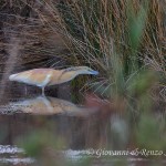 Sgarza ciuffetto (Ardeola ralloides)