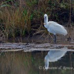 Spatola (Platalea leucorodia)