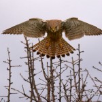 Gheppio (Falco tinnunculus)