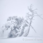 Danzando nella nebbia