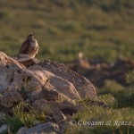 Poiana (Buteo buteo)