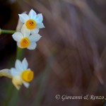 Narciso tazzetta (Narcissus tazetta)