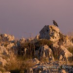 Passero solitario (Monticola solitarius)