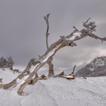 Paesaggio ibernato