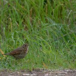Tordo bottaccio (Turdus philomelos)