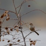 Codibugnolo (Aegithalos caudatus)
