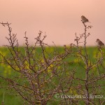 Strillozzi al tramonto