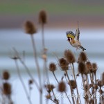 Cardellino (Carduelis carduelis)