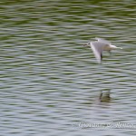 Volo radente