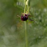 Ophrys incubacea